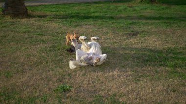 Büyük bir kırma köpek ve küçük bir chihuahua yeşil çimenlerde birlikte oynuyorlar.