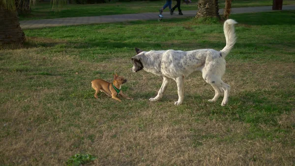 Egy nagy korcs kutya és egy kis csivava együtt játszanak a zöld füvön. — Stock Fotó
