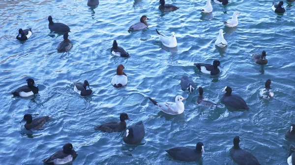 Flock av vilda ankor och måsar på stranden under dagtid — Stockfoto