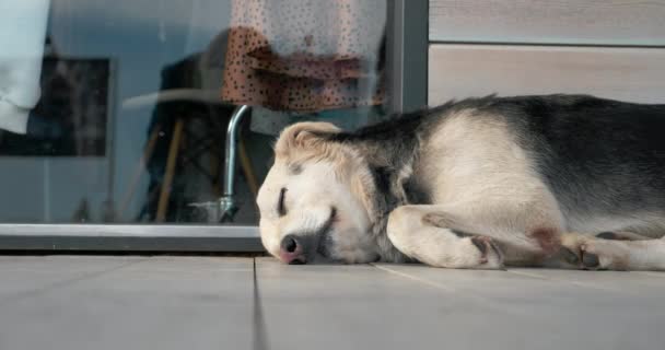 Ein einsamer obdachloser Hund liegt auf der Straße neben einem Schaufenster — Stockvideo