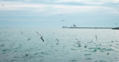 Denizde bir sürü martı var. kopyalama alanı. Mavi tonlarda güzel deniz manzarası