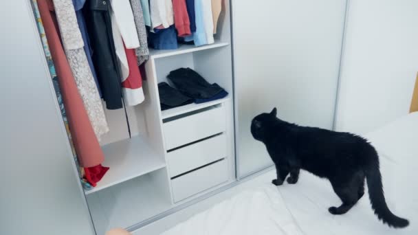 Gato preto curioso olha em um guarda-roupa aberto branco — Vídeo de Stock