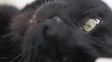 Siyah bir kedinin yüzüne yakın çekim. Açık gözlerle yatakta uyuyor.