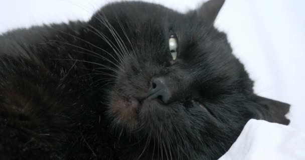 Siyah bir kedinin yüzüne yakın çekim. Açık gözlerle yatakta uyuyor. — Stok video