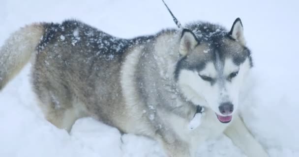 Szary pies husky z wielobarwnymi oczami w zaspie śnieżnej — Wideo stockowe