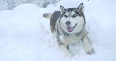Kar yığınında çok renkli gözleri olan gri, iri yapılı bir köpek.