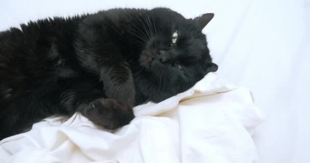 Schwarze Katze schläft unruhigen Schlaf auf einer weißen Decke — Stockvideo