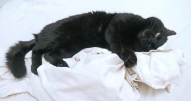 Siyah kedi, beyaz bir battaniyenin üzerinde huzursuz bir şekilde uyur.