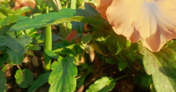 Detailed extreme close-up of pansy flowers on a flower bed with sun glare — Stock Video