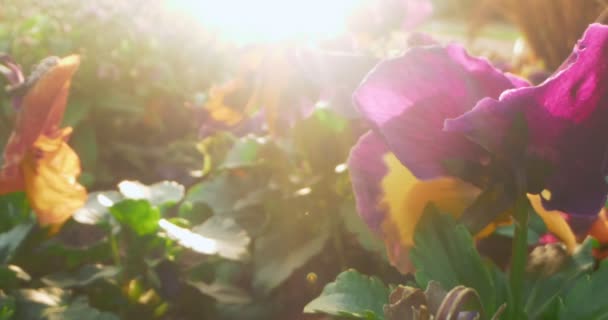 Close-up extremo detalhado de flores pantanosas em um canteiro de flores com brilho solar — Vídeo de Stock