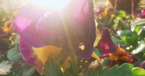 Close-up extremo detalhado de flores pantanosas em um canteiro de flores com brilho solar — Vídeo de Stock