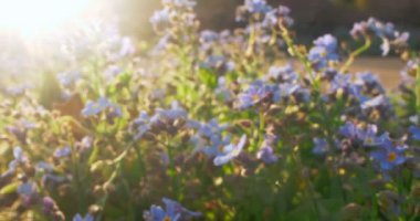 Ekstrem yakın plan, detaylı güneş parlayan unutma benekleri.