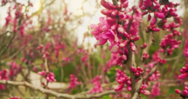 Close-up extremo detalhado de flores de cercis lilás em ramos — Vídeo de Stock