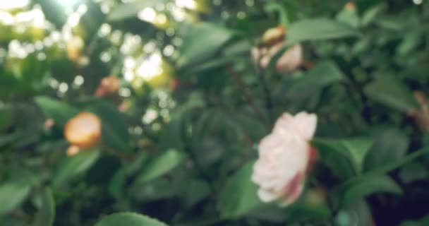 Detaljeret ekstrem close-up af flerfarvet hvid-pink camellia blomst – Stock-video