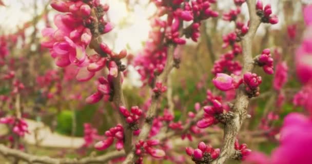 Close-up extremo detalhado de flores de cercis lilás em ramos — Vídeo de Stock