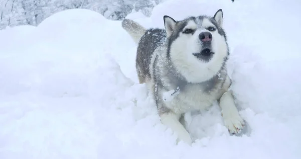 Anjing abu-abu serak dengan mata berwarna-warni dalam snowdrift Stok Foto