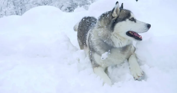 灰色的哈士奇狗，多色的眼睛，雪堆中 图库图片