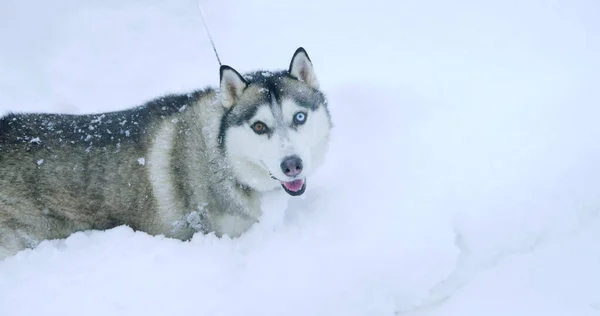 Grauer Husky-Hund mit bunten Augen in einer Schneewehe lizenzfreie Stockbilder