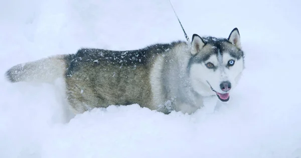 Chien husky gris avec des yeux multicolores dans une dérive de neige Images De Stock Libres De Droits