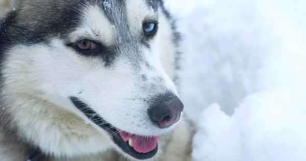 Kar yığınında çok renkli gözleri olan gri, iri yapılı bir köpek. Telifsiz Stok Fotoğraflar