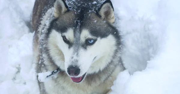 Grauer Husky-Hund mit bunten Augen in einer Schneewehe lizenzfreie Stockfotos