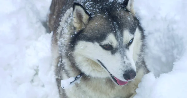 Cão husky cinza com olhos multicores em um snowdrift Fotos De Bancos De Imagens