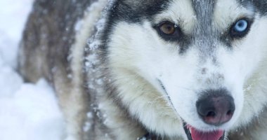 Kar yığınında çok renkli gözleri olan gri, iri yapılı bir köpek.