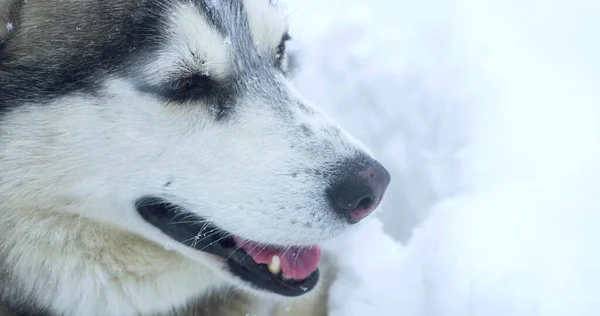 Kar yığınında çok renkli gözleri olan gri, iri yapılı bir köpek. Stok Resim