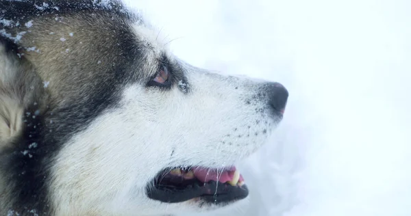 Chien husky gris avec des yeux multicolores dans une dérive de neige Photos De Stock Libres De Droits