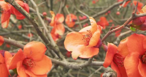 Detallado primer plano extremo de flores de membrillo rojo japonés. Chaenomeles japonica — Vídeos de Stock