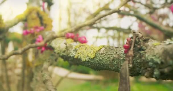 Detallado primer plano extremo de musgo en las ramas de cercis — Vídeos de Stock