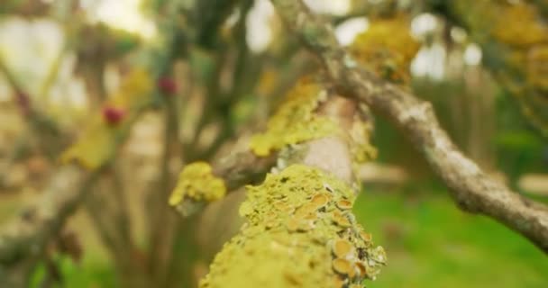 Detallado primer plano extremo de musgo en las ramas de cercis — Vídeos de Stock
