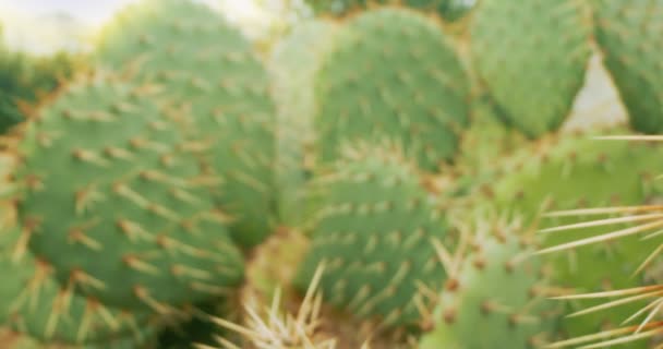 Détail extrême gros plan de cactus de poire piquante. fond naturel — Video