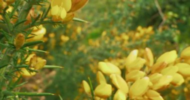 Dallardaki sarı loropetalum çin tomurcuklarının detaylı yakın çekimi