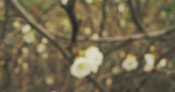 Szczegółowe ekstremalne zbliżenie białe kwiaty pigwy na gałęziach — Wideo stockowe