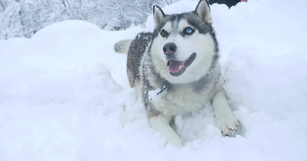 Chien husky gris avec des yeux multicolores dans une dérive de neige Photo De Stock