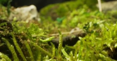 Yosun ve çimenlikteki oyuncak askerlerin detaylı yakın çekimi