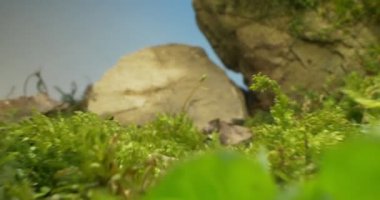 Brokoli ve karnabahar çalılarının arasındaki oyuncak bir filin detaylı yakın çekimi.