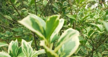 Çizgili ficus benjamin 'in son derece yakın plan detaylı yaprakları.