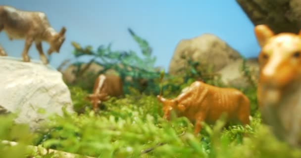 Szczegółowe ekstremalne zbliżenie plastikowych figurek rogatych zwierząt domowych w mech i trawie — Wideo stockowe