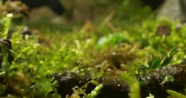 Yosun ve çimenlerin arasında duran bir evin detaylı yakın çekim modeli.