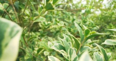 Çizgili ficus benjamin 'in son derece yakın plan detaylı yaprakları.