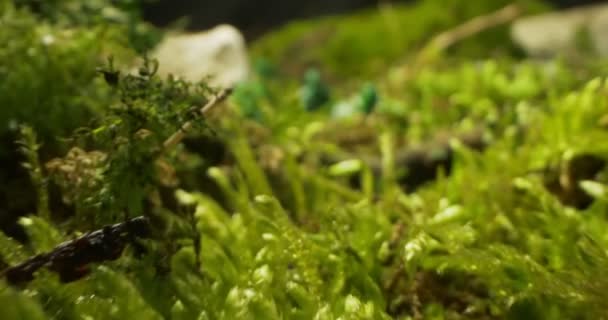 Gedetailleerde extreme close-up van speelgoedsoldaten in mos en gras — Stockvideo