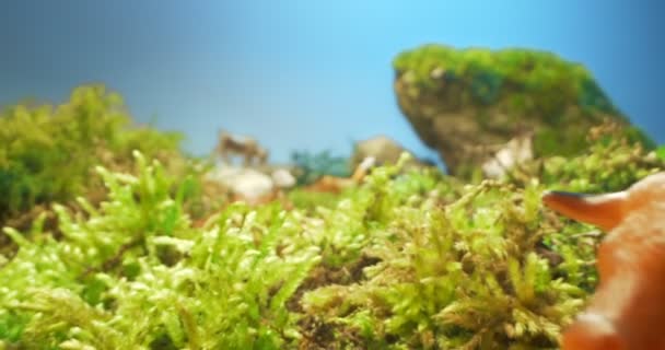 Detaljerad extrem närbild av plast figurer av behornade husdjur i mossa och gräs — Stockvideo