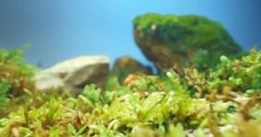 Yosun ve çimenlikteki bir aslanın son derece yakın plan heykelciği.