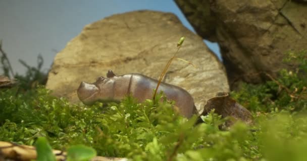 Détail extrême gros plan d'une mini figurine hippopotame sur mousse et herbe — Video