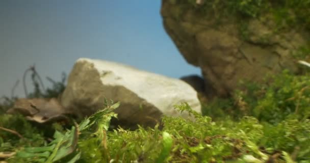 Dettaglio estremo close-up figurina di cavallo grigio tra muschio, erba e pietre — Video Stock