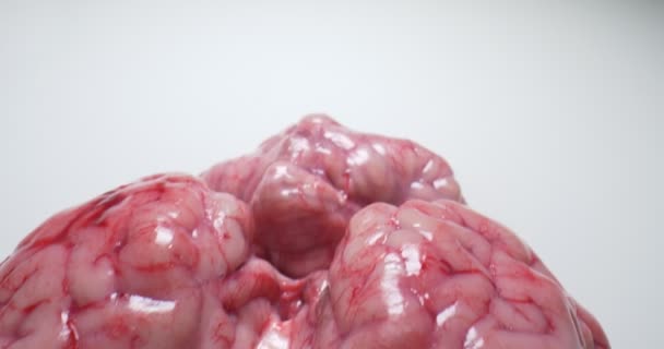 Подробный экстремальный крупный план мозга сырой говядины на белом фоне — стоковое видео