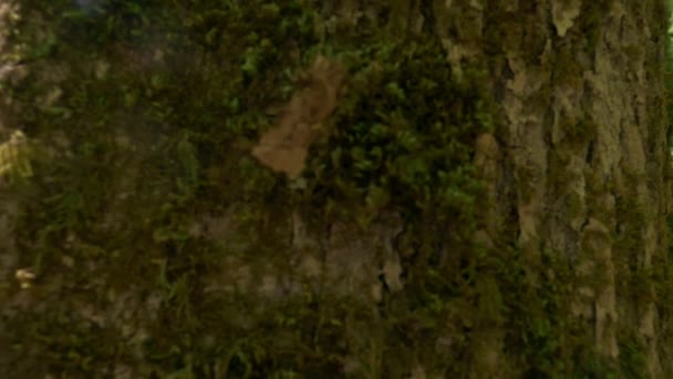 Primer plano. El hombre de ropa caqui entrena en el bosque, pateando un tronco de árbol con musgo. lucha con un árbol — Vídeos de Stock