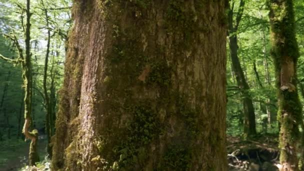 Close-up. homem de roupas cáqui treina na floresta, chutando um tronco de árvore com musgo. lutar com uma árvore — Vídeo de Stock